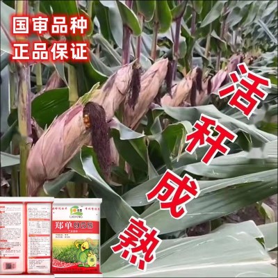 高产玉米种子大全郑单958国审正品矮杆双棒王苞米种子抗病抗倒伏图3