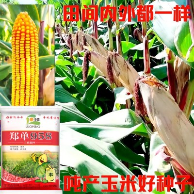 高产玉米种子大全郑单958国审正品矮杆双棒王苞米种子抗病抗倒伏图4