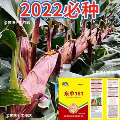 东单181玉米种子大全双棒矮杆抗旱涝抗病抗倒伏南北方国审苞米种图2