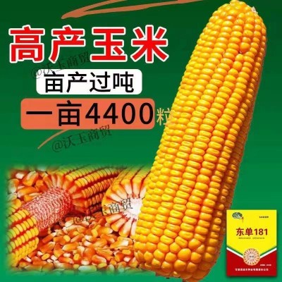 东单181玉米种子大全双棒矮杆抗旱涝抗病抗倒伏南北方国审苞米种图5