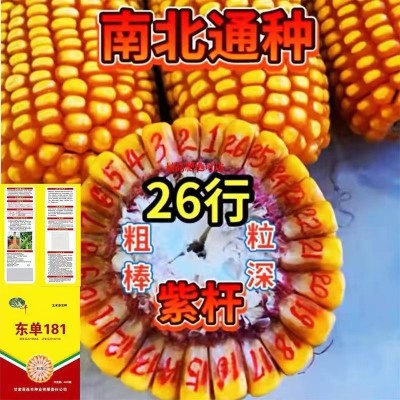 东单181玉米种子大全双棒矮杆抗旱涝抗病抗倒伏南北方国审苞米种图4