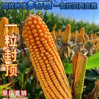 东单181玉米种子大全双棒矮杆抗旱涝抗病抗倒伏南北方国审苞米种图3
