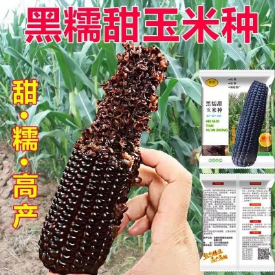 黑糯皮薄糯甜鲜食粘黑糯玉米种子夏季甜加糯早熟杂交高产春夏