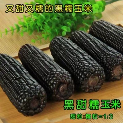 黑糯皮薄糯甜鲜食粘黑糯玉米种子夏季甜加糯早熟杂交高产春夏图2