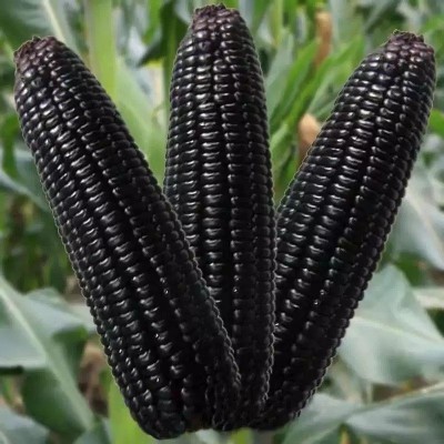 黑糯皮薄糯甜鲜食粘黑糯玉米种子夏季甜加糯早熟杂交高产春夏图3