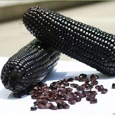黑糯皮薄糯甜鲜食粘黑糯玉米种子夏季甜加糯早熟杂交高产春夏图4