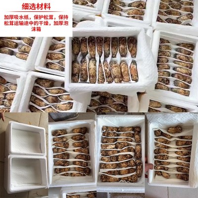 香格里拉松茸新鲜 餐饮生鲜顺丰冷链未开伞新鲜松茸代发煲汤食材图2