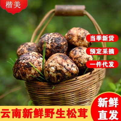 新鲜松茸云南香格里拉新鲜松茸生鲜未开伞松茸送礼顺丰包邮代发图2