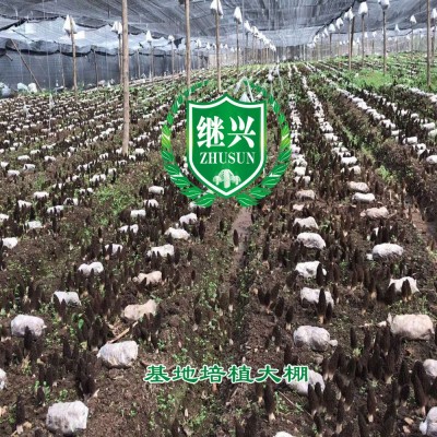 羊肚菌 贵州特产 3-5cm 550元/斤 剪柄图3