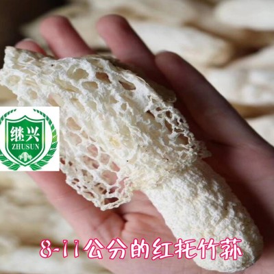 织金竹荪 肉质细腻 营养丰富 750元/千克 11-13cm图2