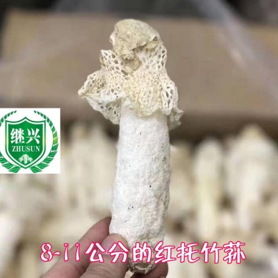 织金竹荪 肉质细腻 营养丰富 750元/千克 11-13cm图1