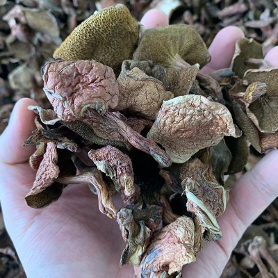 云南野生菌菇红乳牛肝菌干货非新鲜牛肝菌四川云南特产松菌1000g图4