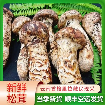 云南非东北松口蘑香格里拉新鲜松茸当季鲜货野外生长松茸顺丰包邮图1
