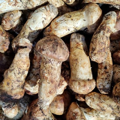 云南非东北松口蘑香格里拉新鲜松茸当季鲜货野外生长松茸顺丰包邮图3