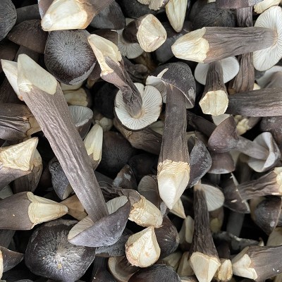 黑帽鸡枞云南特产批发菌菇煲汤菌汤包15g鸡枞干货FD冻干黑皮鸡枞图3