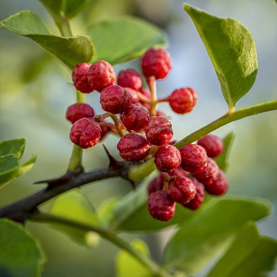 批发茂文红花椒500g茂县大红袍汉源干花椒卤料配料炒菜食用调料图2