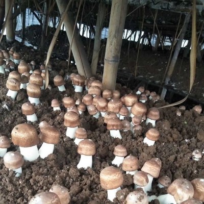 姬松茸干货500g大量批发新货姬松茸云南特产姬松茸干货巴西菇图3