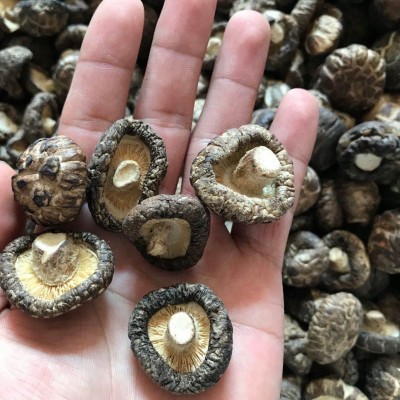 福建特产茶花菇干货批发500g2-3cm散装批发香菇干古田工厂直供图2