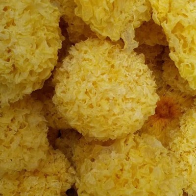古田银耳批发 10斤装厂家直销银耳雪耳 大花银耳12-16CM厂家批发图2