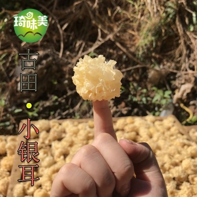 古田小银耳 白木耳 非椴木 银耳 特产干货 桃胶雪燕雪耳 糯耳图3