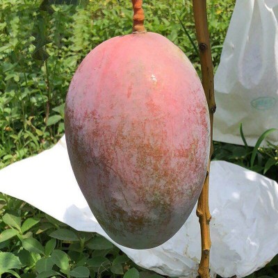 四川攀枝花凯特芒 代发3/5斤新鲜应季甜糯热带孕妇水果非彩虹芒果图2