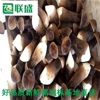 黑皮鸡枞菌种植基地 载培菌棒黑皮鸡纵厂家 鸡枞菌基地图2