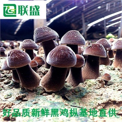 黑皮鸡枞菌种植基地 载培菌棒黑皮鸡纵厂家 鸡枞菌基地图4