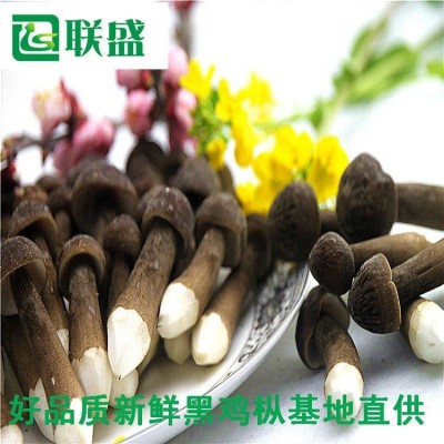 金乡县联盛菌业科技有限公司 黑皮鸡枞菌种植基地图4