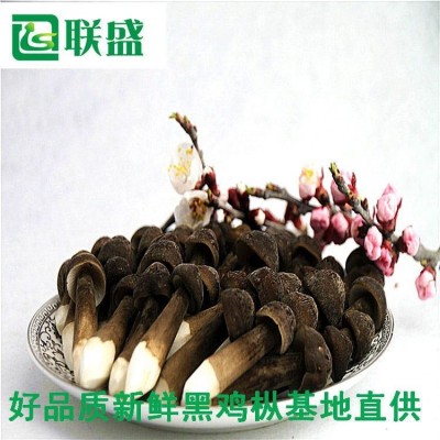 金乡县联盛菌业科技有限公司 黑皮鸡枞菌种植基地图3