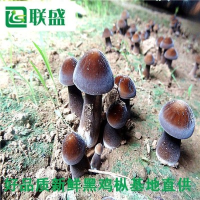 黑皮鸡枞菌种植基地干鲜鸡枞菌一件代发 载培菌棒干鲜鸡枞菌厂家图4