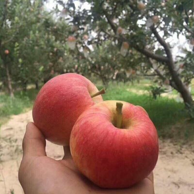 正宗陕西嘎啦苹果水果新鲜脆甜一整箱批发应季小苹果非红富士糖心图4