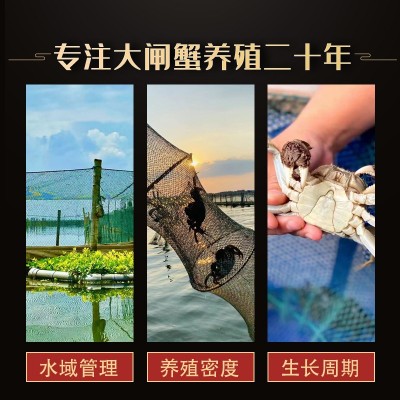 10只装特大现货大闸蟹鲜活螃蟹阳澄湖镇蟹子莱清水河蟹礼盒图4