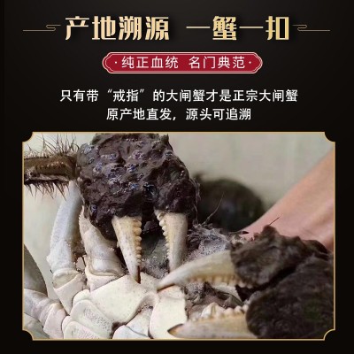 10只装特大现货大闸蟹鲜活螃蟹阳澄湖镇蟹子莱清水河蟹礼盒图3