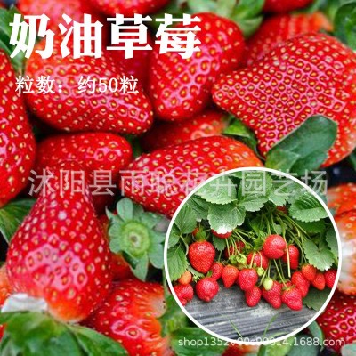 奶油大草莓种子草莓籽四季种植室内阳台盆栽水果农家蔬菜草莓种子图4