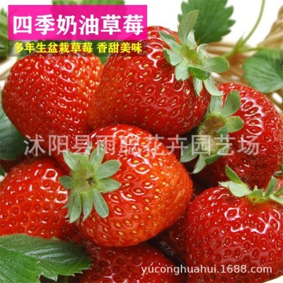奶油大草莓种子草莓籽四季种植室内阳台盆栽水果农家蔬菜草莓种子图3