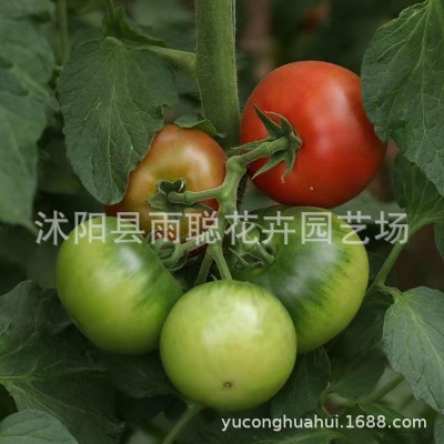 番茄 圣女果种子 大西红柿种子 番茄 蔬菜种子樱桃番茄四季播种图3