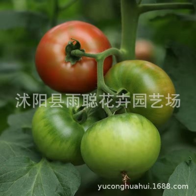 番茄 圣女果种子 大西红柿种子 番茄 蔬菜种子樱桃番茄四季播种图2