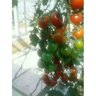 厂家批发 番茄蔬菜种子 鲜食无限生长型 1g/袋图4