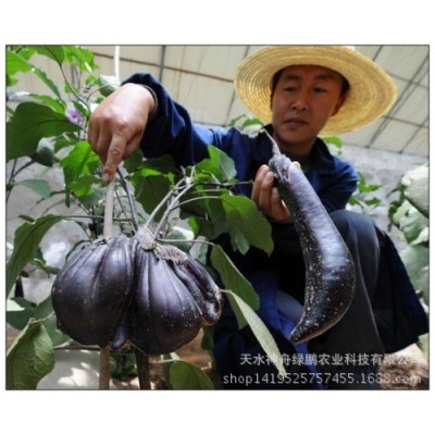 厂家批发 航茄3号种子 2g/袋佛手茄图2