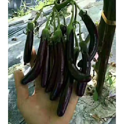 厂家批发 航茄8号种子串茄 2g/袋图2