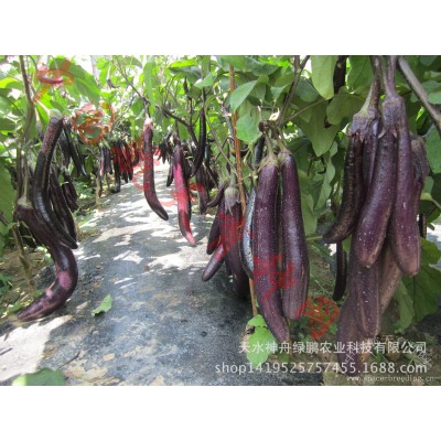 厂家批发 家庭装太空蔬菜 航茄8号 紫黑色多花絮茄 10粒/袋图2