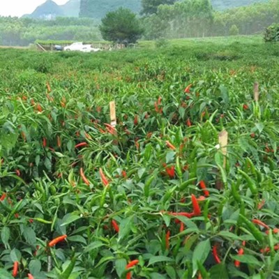 包邮 大果艳红868朝天椒种子5克大田种植泰国引进大果型朝天椒图4