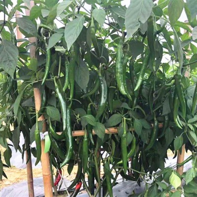 海花红辣椒万紫千红404厚肉牛角椒种子5克抗性产量高中果型美人椒图4