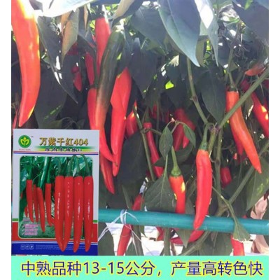 海花红辣椒万紫千红404厚肉牛角椒种子5克抗性产量高中果型美人椒图3