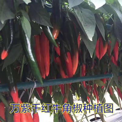 海花红辣椒万紫千红404厚肉牛角椒种子5克抗性产量高中果型美人椒图2
