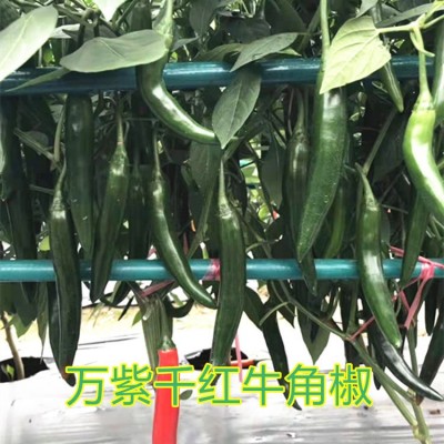 海花红辣椒万紫千红404厚肉牛角椒种子5克抗性产量高中果型美人椒图5