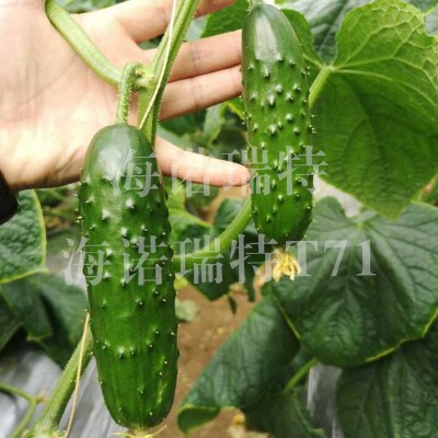 海诺瑞特T71 黑大刺强雌性黄瓜 大包大刺 节节瓜 瓜长17厘米左右图2