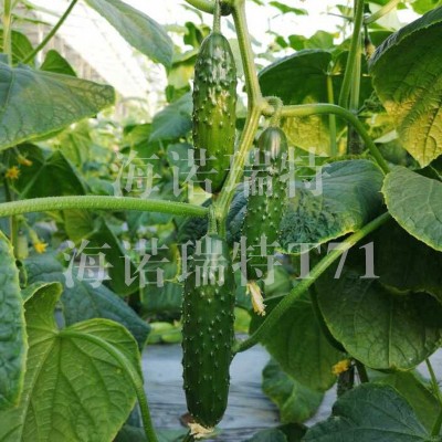 海诺瑞特T71 黑大刺强雌性黄瓜 大包大刺 节节瓜 瓜长17厘米左右图4