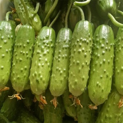 诺研一号 大包大刺 强雌性节节瓜 旱黄瓜种子 高产抗性强 口感佳图3