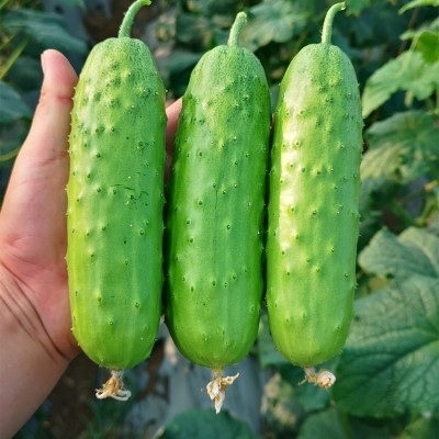 诺研一号 大包大刺 强雌性节节瓜 旱黄瓜种子 高产抗性强 口感佳图4